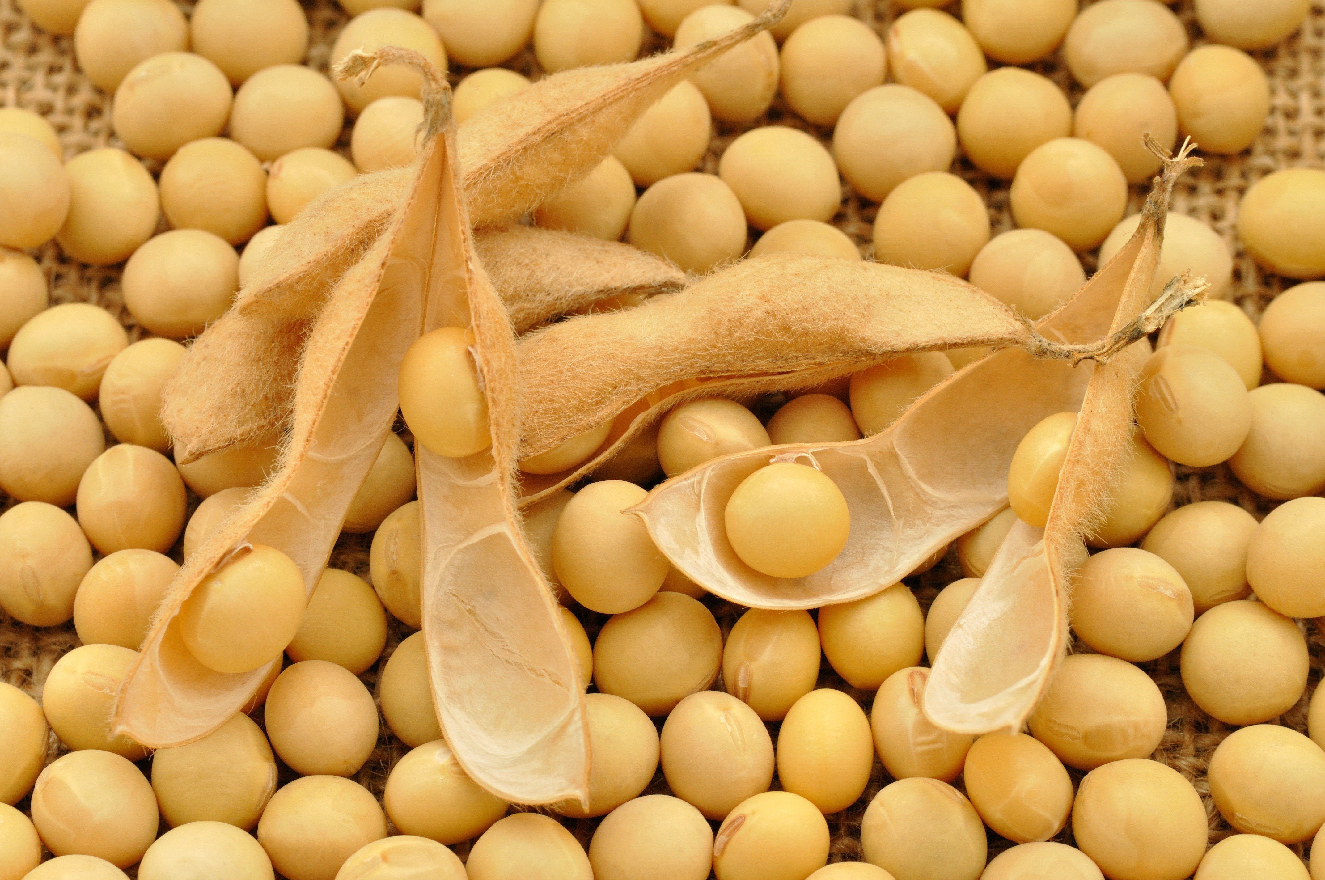 Organic soybeans closeup