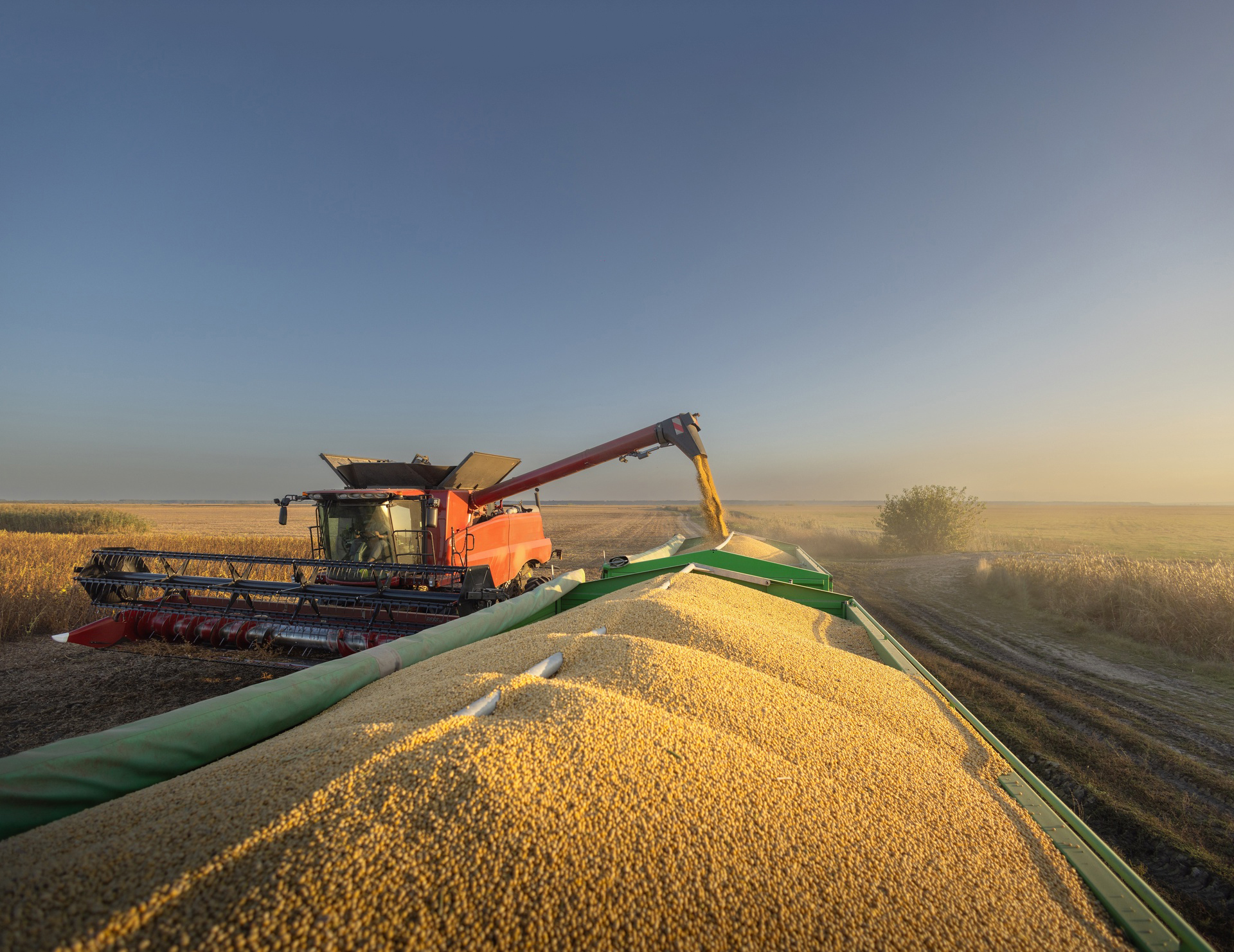Grain harvest and staples supply