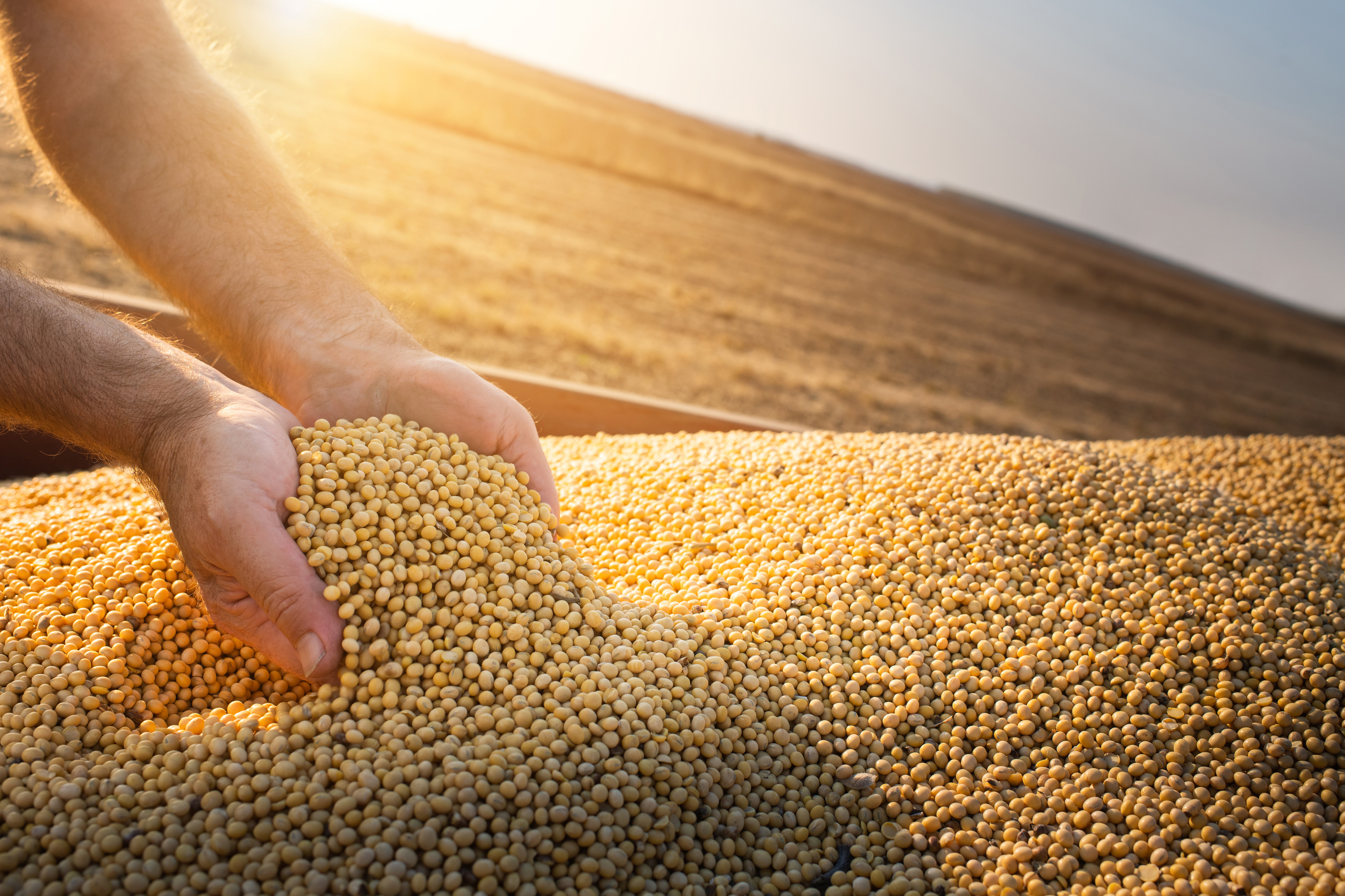 Organic soybeans for soy protein products
